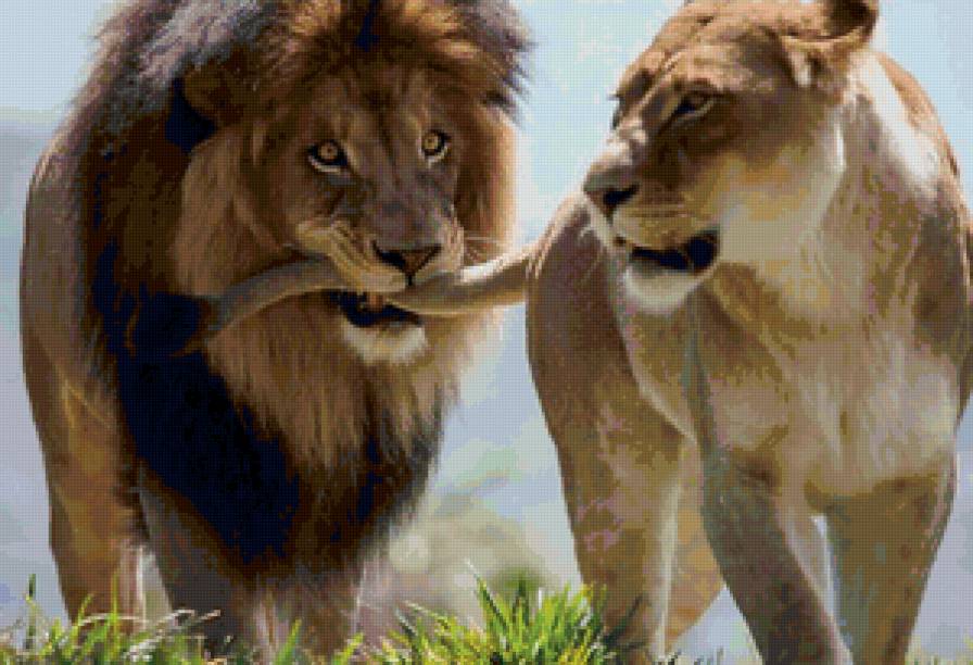 Милая я с тобой как за каменной стеной (Львиная любовь) - юмор, природа, животные, большие кошки, львы - предпросмотр