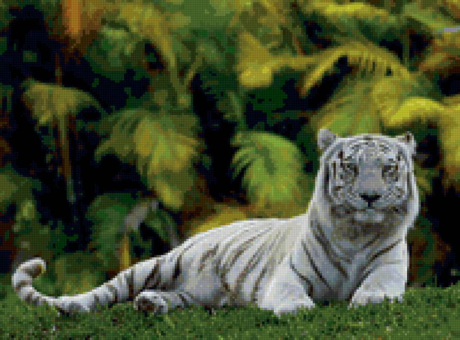 Белый тигр - животные, тигры - предпросмотр