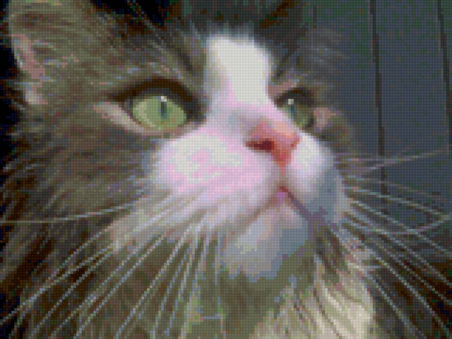 Мой Кот! - предпросмотр