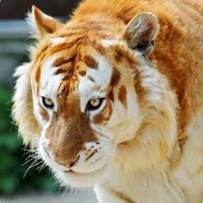 Схема вышивки «Золотой тигр»