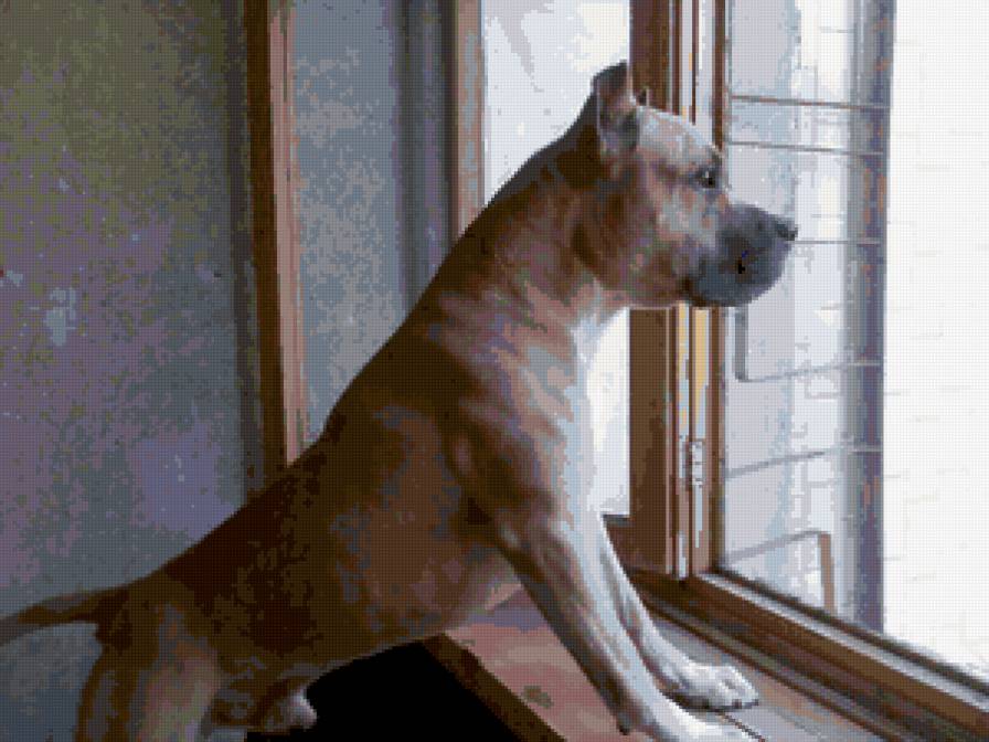 Николас - стаффорд, собака, американский стаффордширский терьер, амстафф - предпросмотр