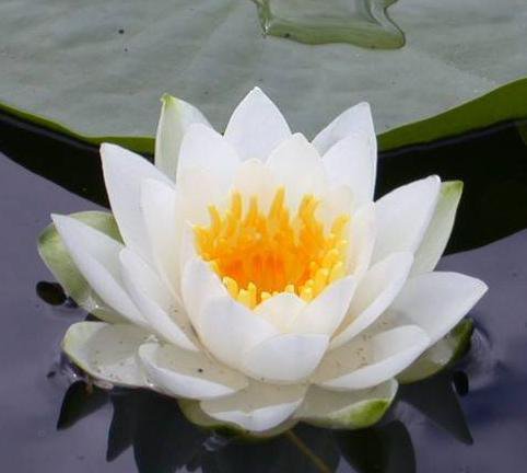 Белый лотос - кувшинки, цветы, водяные лилии, вода - оригинал