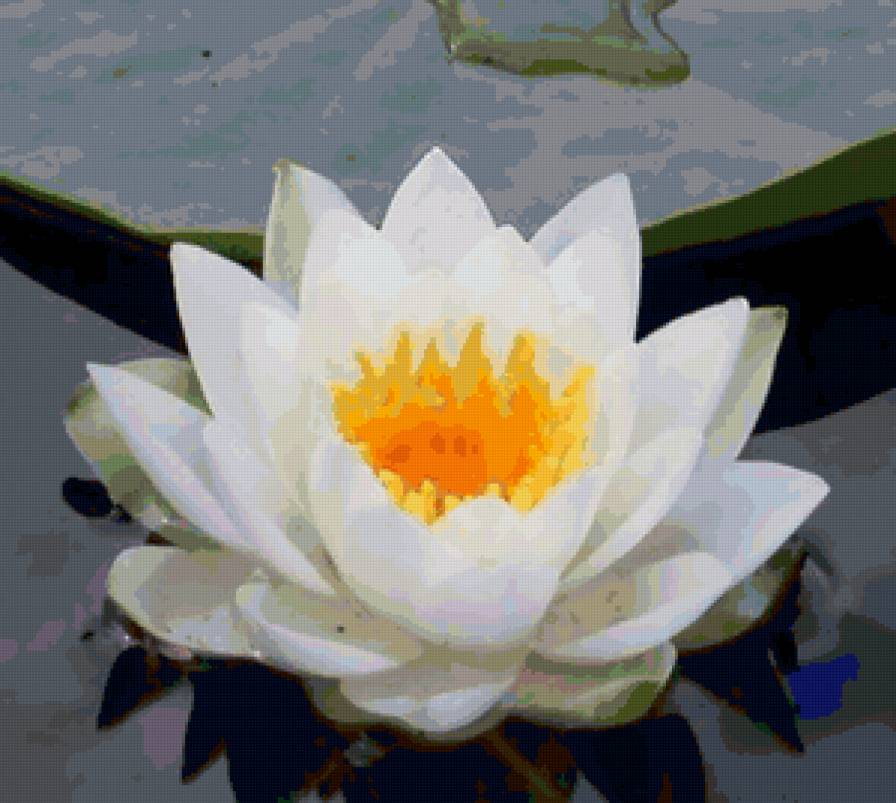 Белый лотос - вода, кувшинки, цветы, водяные лилии - предпросмотр