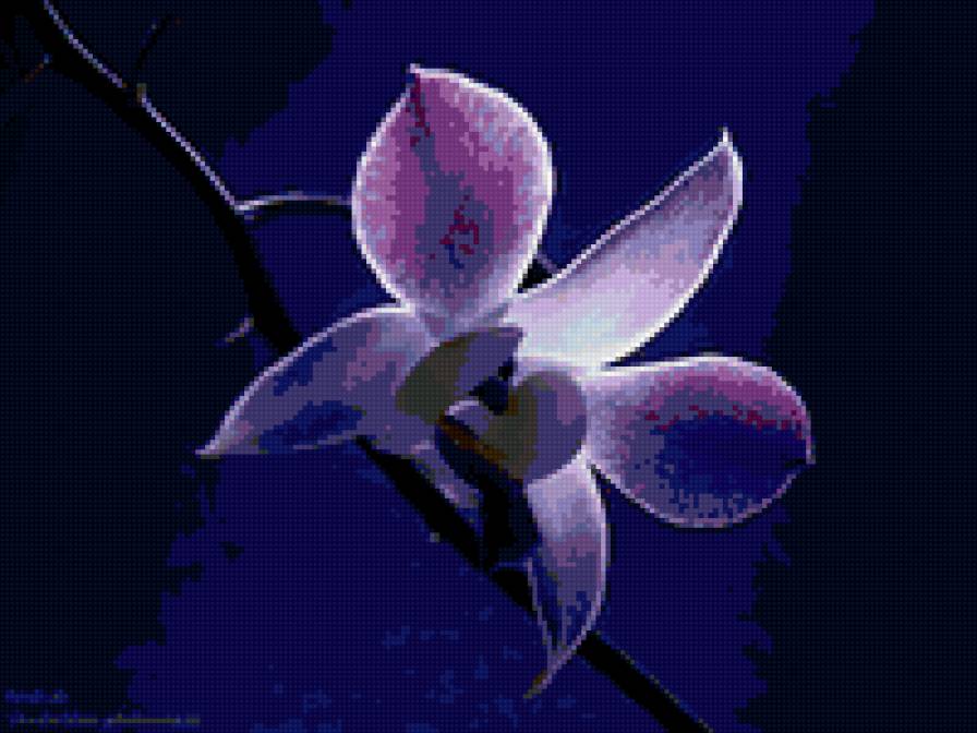 dendrobium - предпросмотр