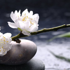 Схема вышивки «blossoms»