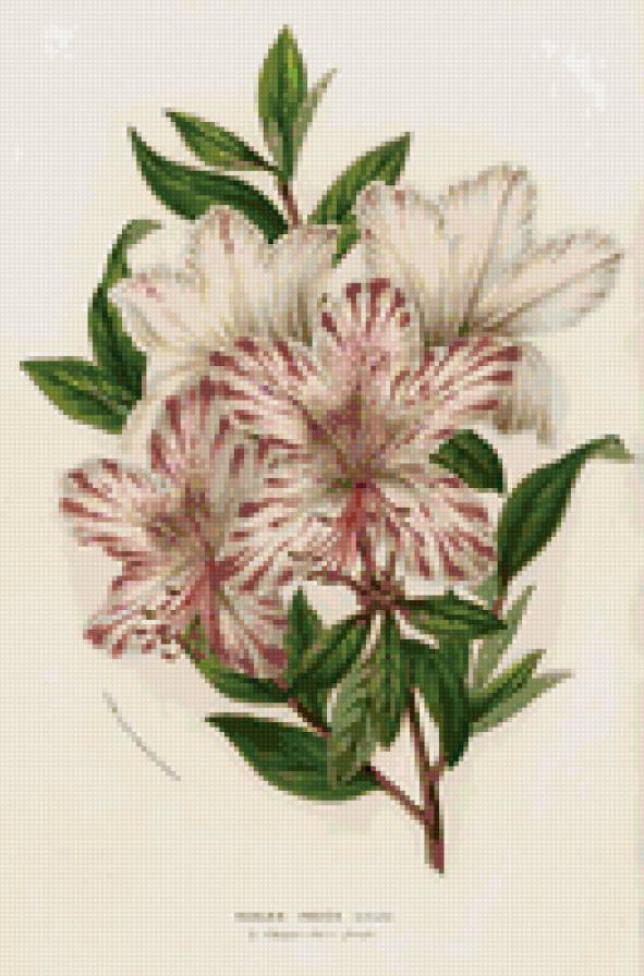 Цветы - предпросмотр