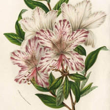 Схема вышивки «Цветы»