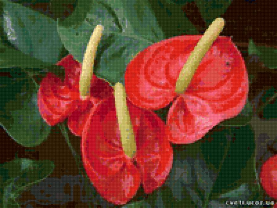 каллы - предпросмотр