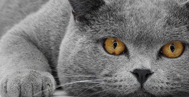 котя - оригинал