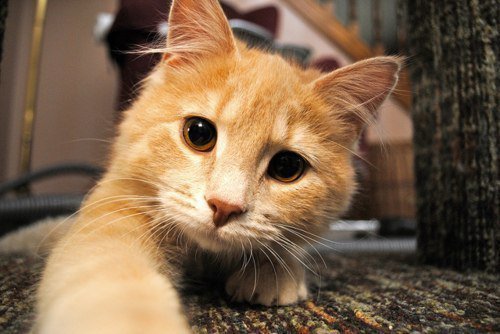 рыжик - коты - оригинал