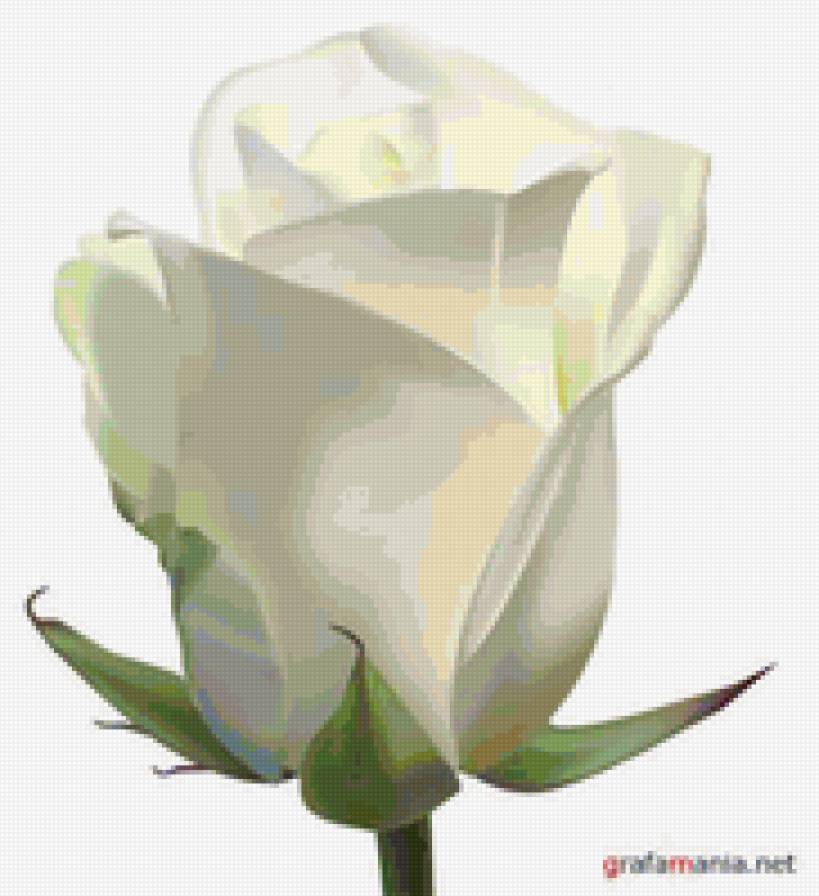 Белая роза - розы - предпросмотр