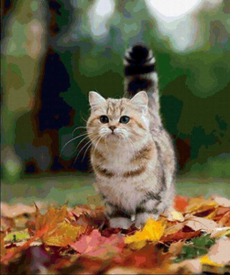 №130829 - осень, животные, котенок - предпросмотр