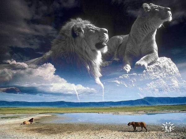 №130933 - животные - оригинал