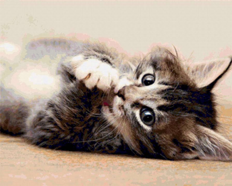 Котик - коты - предпросмотр