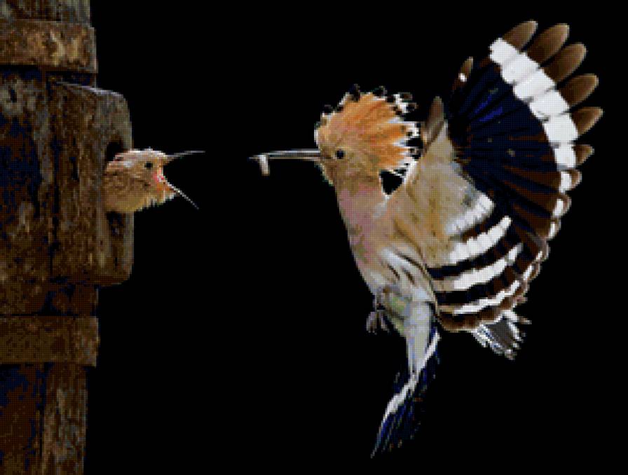 Удод - птицы - предпросмотр