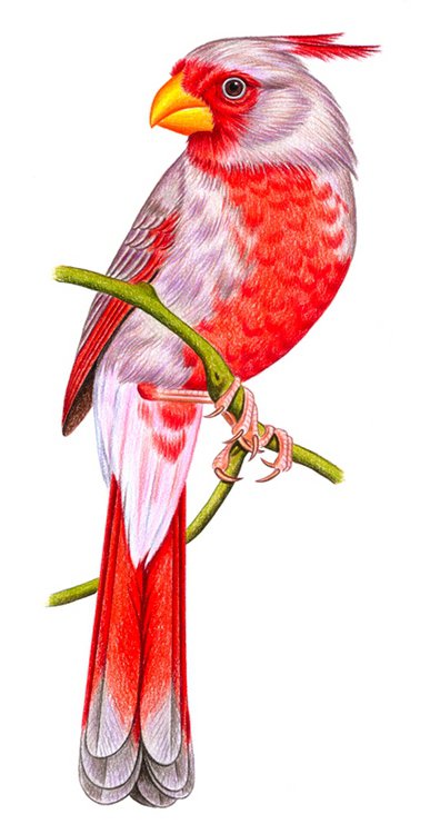 Птичка - птицы - оригинал