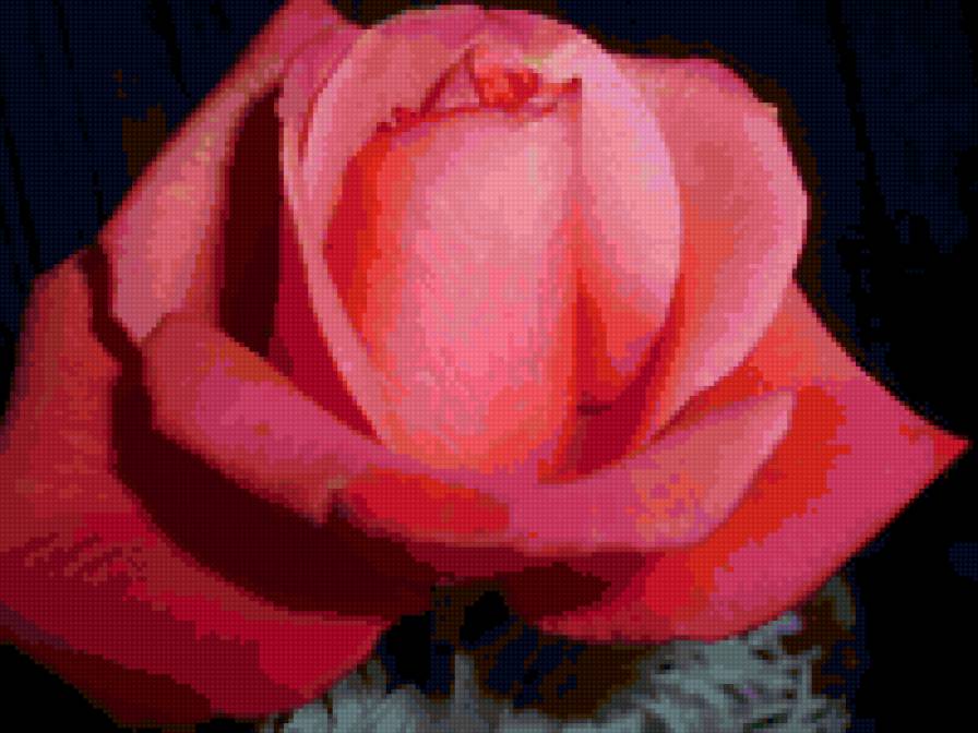 Роза - цветы - предпросмотр