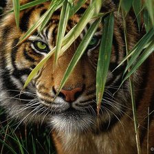 Схема вышивки «тигр на охоте»