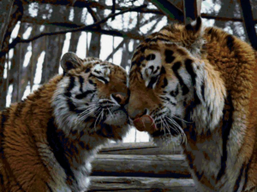 тигры - животные, тигры, семья, любовь - предпросмотр
