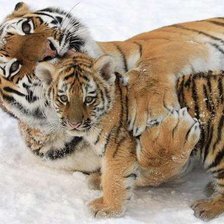 тигрица и тигренок