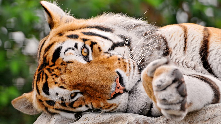 отдых - животные, тигр - оригинал