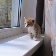 Схема вышивки «Любопытный котик»