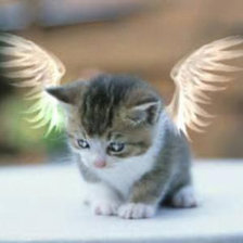 Котик-ангелочек