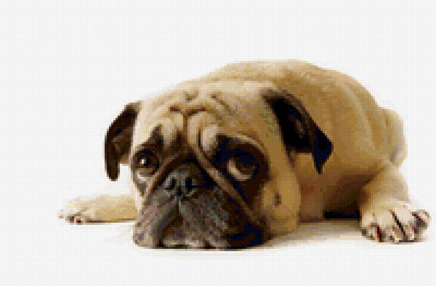 Песик - предпросмотр