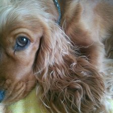 Схема вышивки «собака»