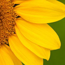 Схема вышивки «цветок-солнце»