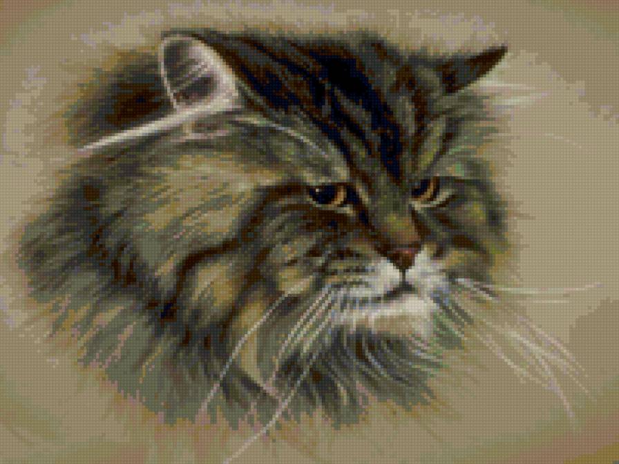 Кот сибиряк - коты - предпросмотр