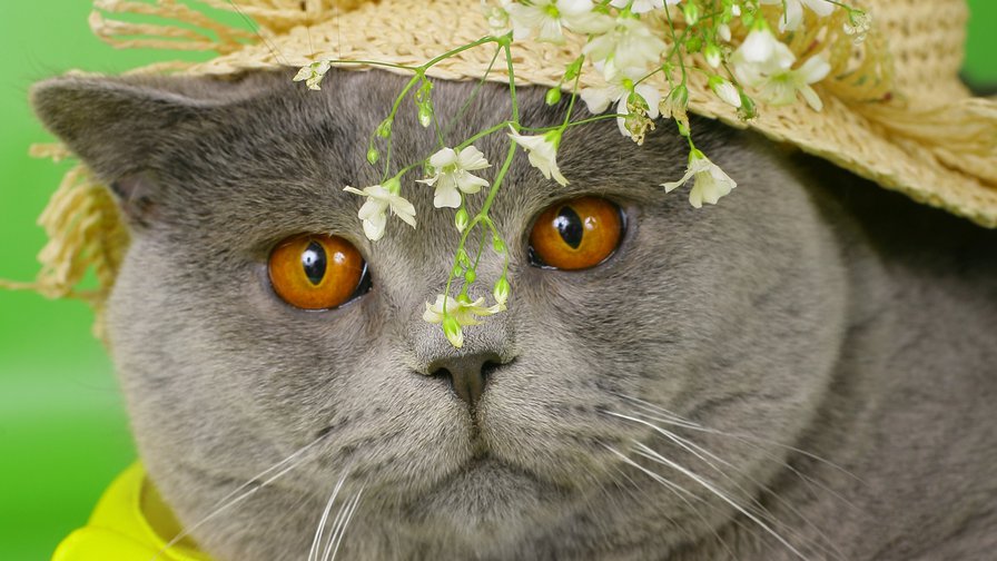 Серия "Коты" Британец - цветы, кот, животные - оригинал