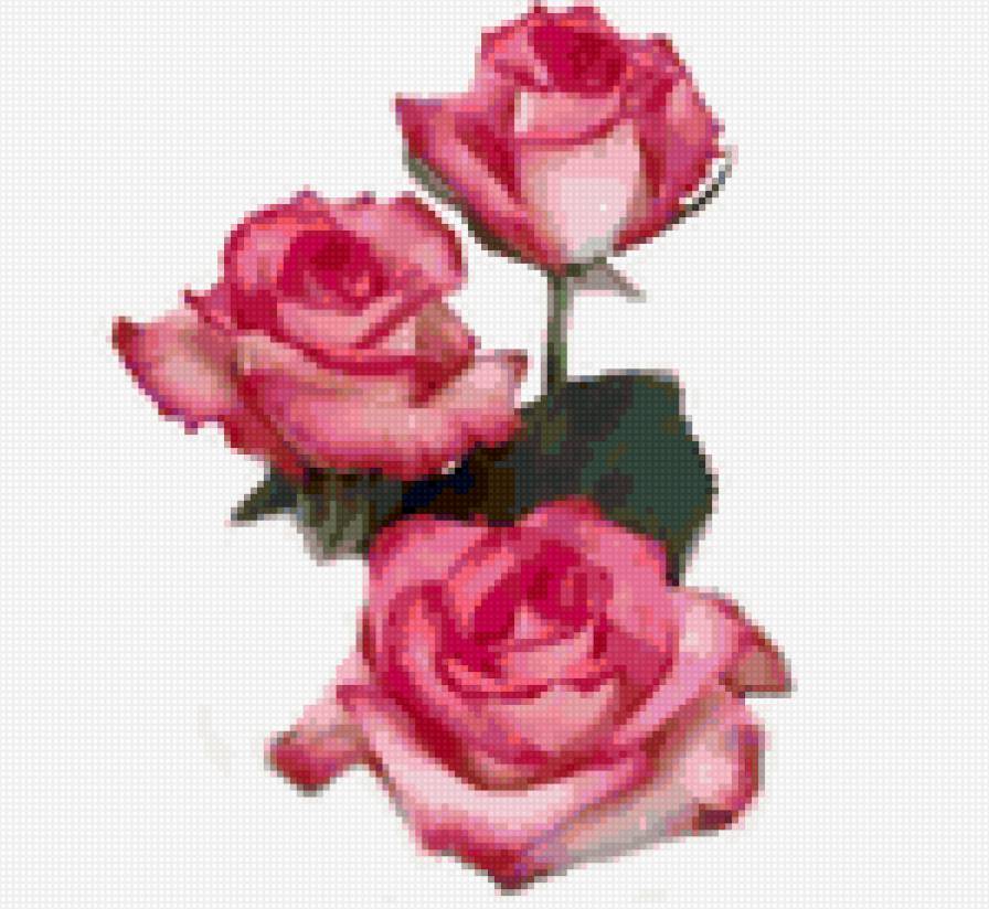 Розочки - цветы - предпросмотр