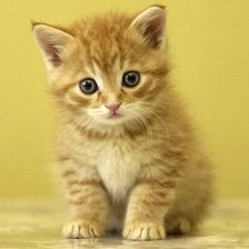 Схема вышивки «КОТЕНОК»