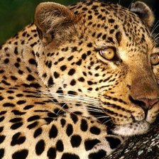 Леопард 2
