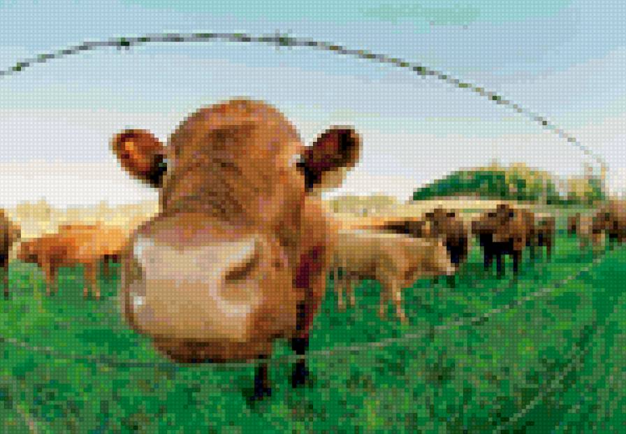 коровка - корова на лугу - предпросмотр