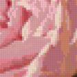 Предпросмотр схемы вышивки «Розовые лепестки» (№132476)