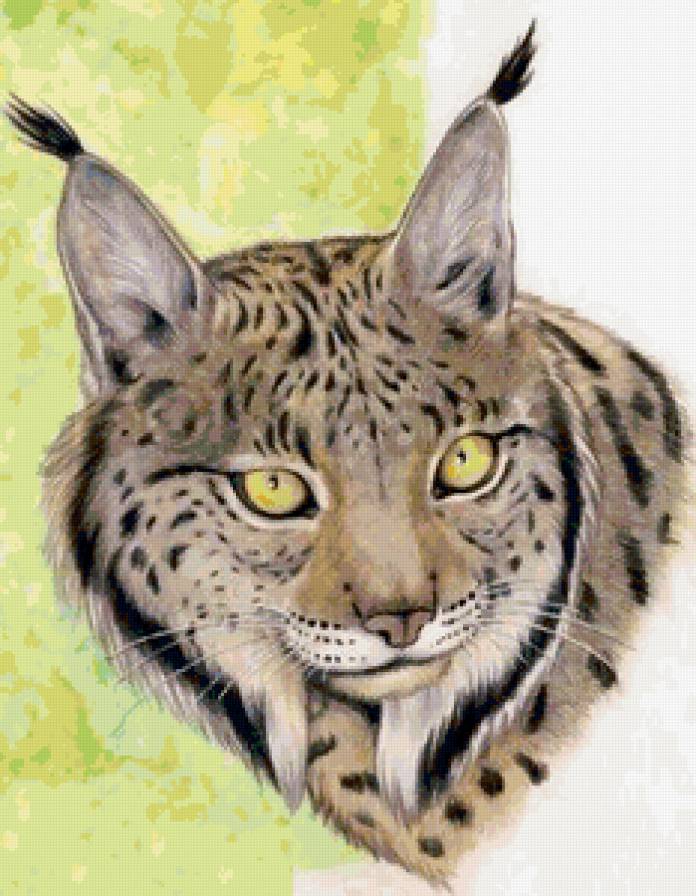 Дикие хищные кошки - животные, дикие хищные кошки, анималисты, рысь - предпросмотр