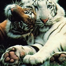 Схема вышивки «парочка»