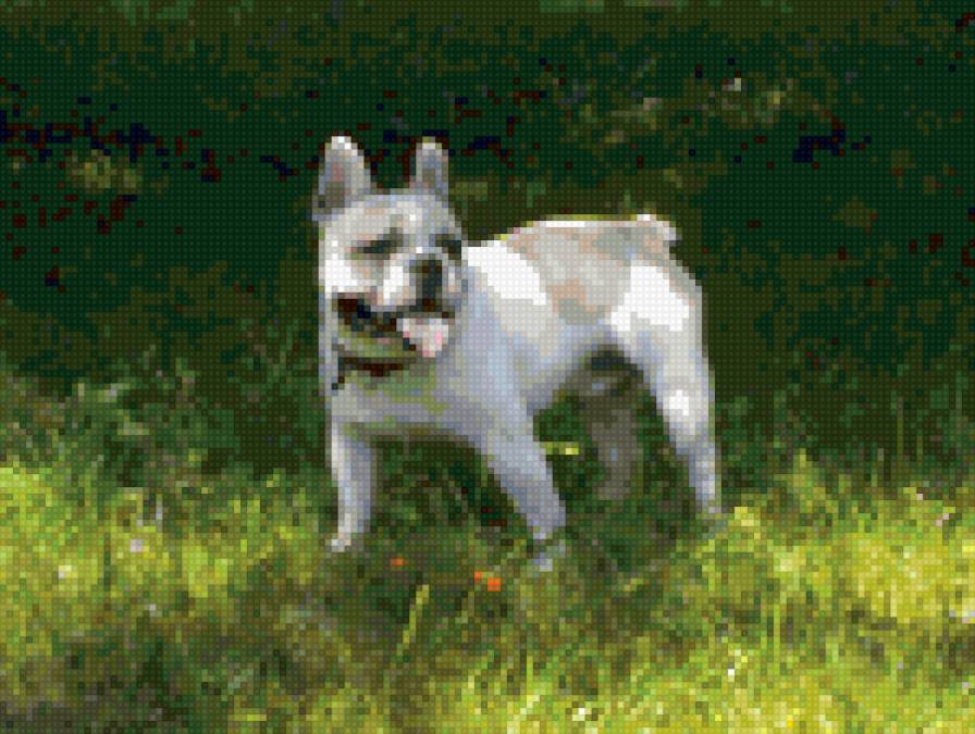 Французский бульдог Ясон из Сказочного Королевства - предпросмотр