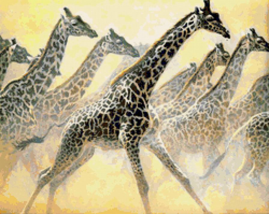 серия Африка - жирафы, животные - предпросмотр