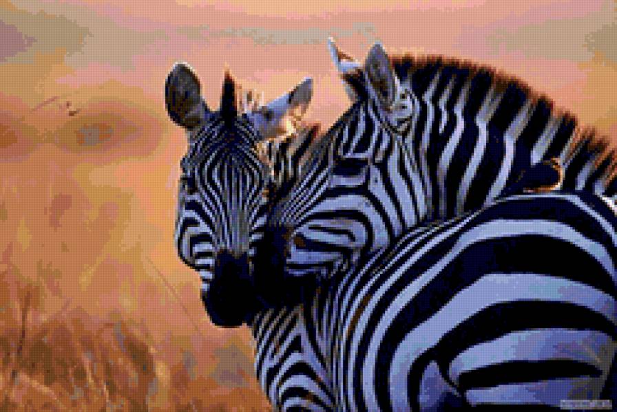 серия Африка - зебры, животные - предпросмотр