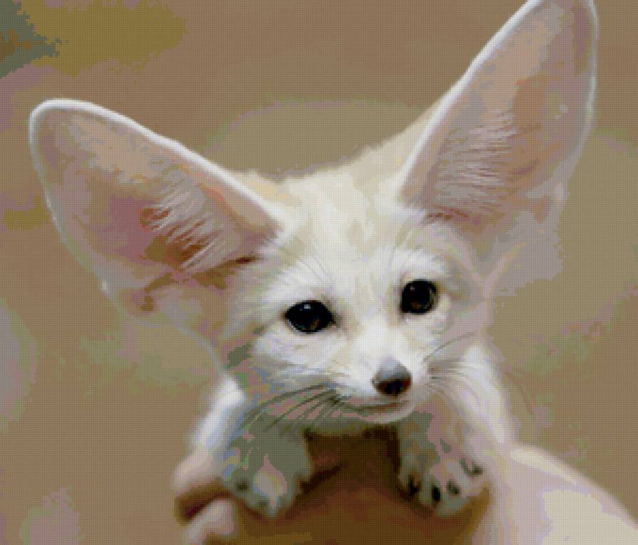 фенек на руках - лисы - предпросмотр