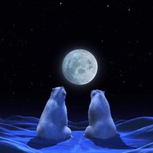 пара полярных медведей