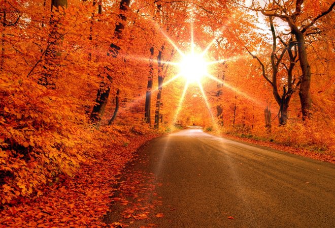 Серия "Осень" Золотая дорога - деревья, пейзаж, осень - оригинал
