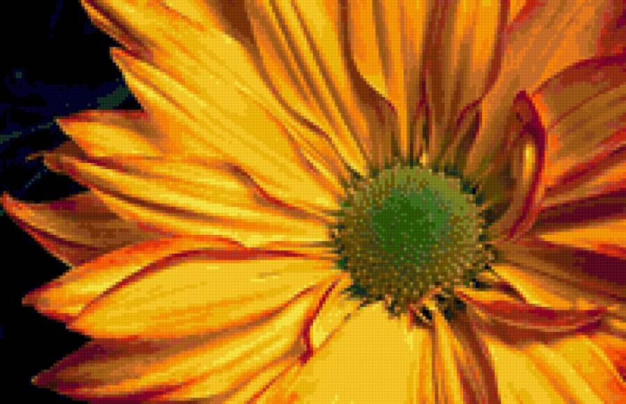 подсолнух - предпросмотр