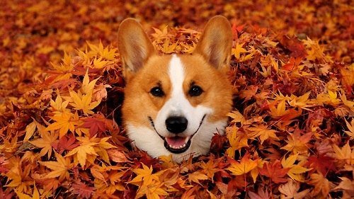 Осень - осень, листья, радость, собака - оригинал