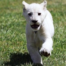 Схема вышивки «Тигренок»