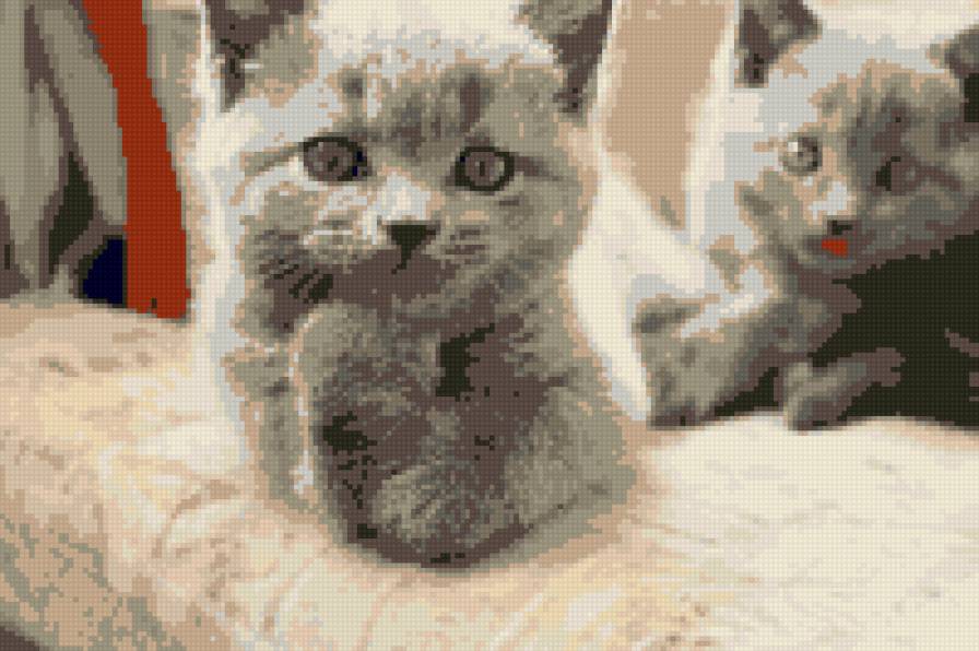 коти - предпросмотр