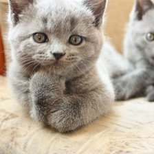 Схема вышивки «коти»